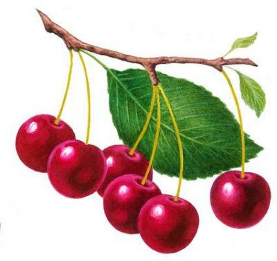 лечебные свойства вишни